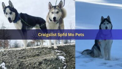 Craigslist Spfd Mo Pets